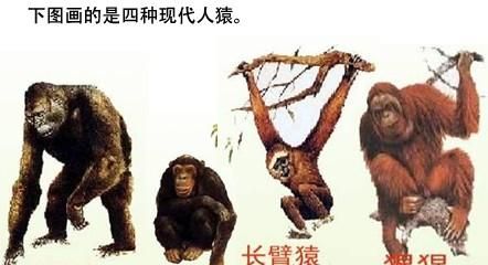 人头的祖先是什么动物