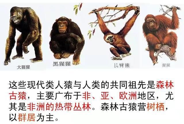 人类的祖先到底是什么动物