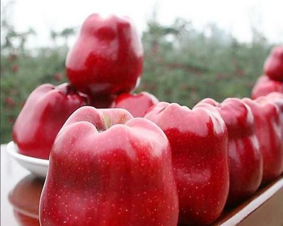 蛇果和苹果的功效有什么区别