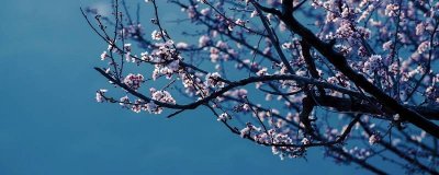 ​花中君子是什么花指的是什么花 花中君子是什么是哪四种