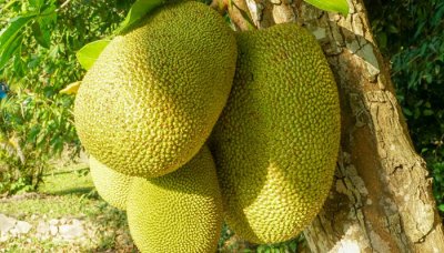 ​菠萝蜜属于热带水果吗? 菠萝蜜算不算热带水果