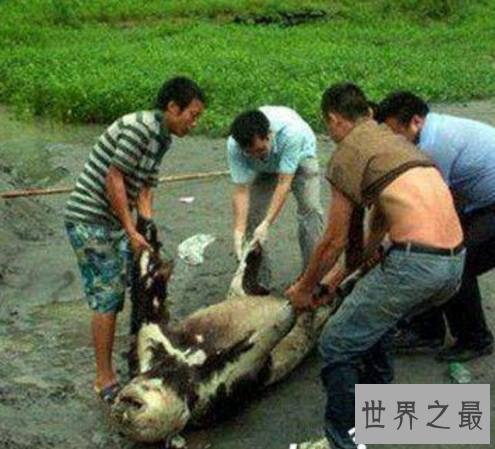 中国十大灵异事件,四川成都惊现僵尸杀人事件