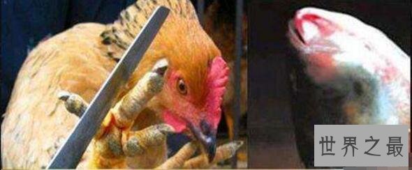 中国十大禁菜之龙须凤爪,价格昂贵却没泡椒凤爪好吃