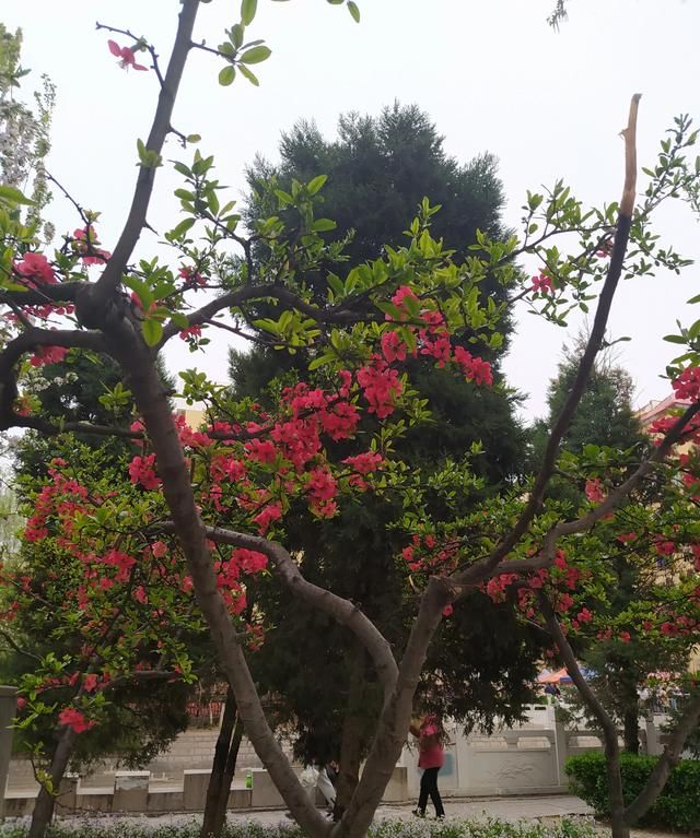 司马懿是怎么死的,司马懿怎么死的?图5