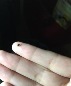 ​米里有黑色的小虫还能吃,大米里面有黑色虫子怎么办