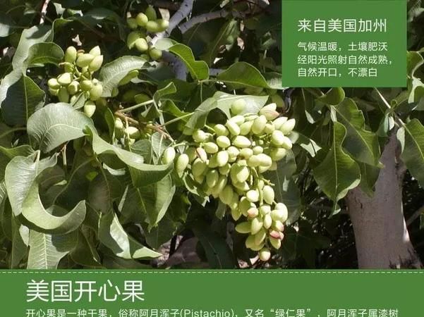 开心果产地一般主要分布在：开心果的产地是那