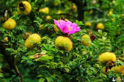 ​刺梨汁原液的功效（详解刺梨汁的功效作用）