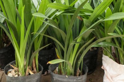 ​谁说兰花不适合新手养，选这几种，浇点水，花能开满枝！