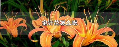 鲜针金花怎么吃 金针花怎么做好吃家常