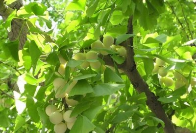 ​银杏树介绍，银杏树是一直都是黄色的吗？