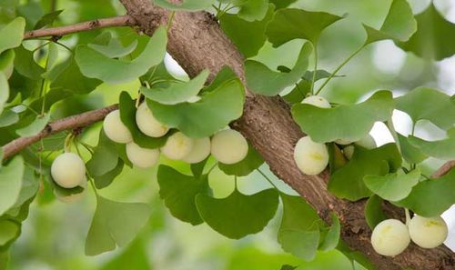 银杏树有几种树叶