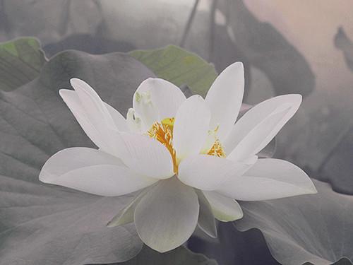 周易八卦六爻实例图解大全（如何利用爻象规律进行预测）(6)