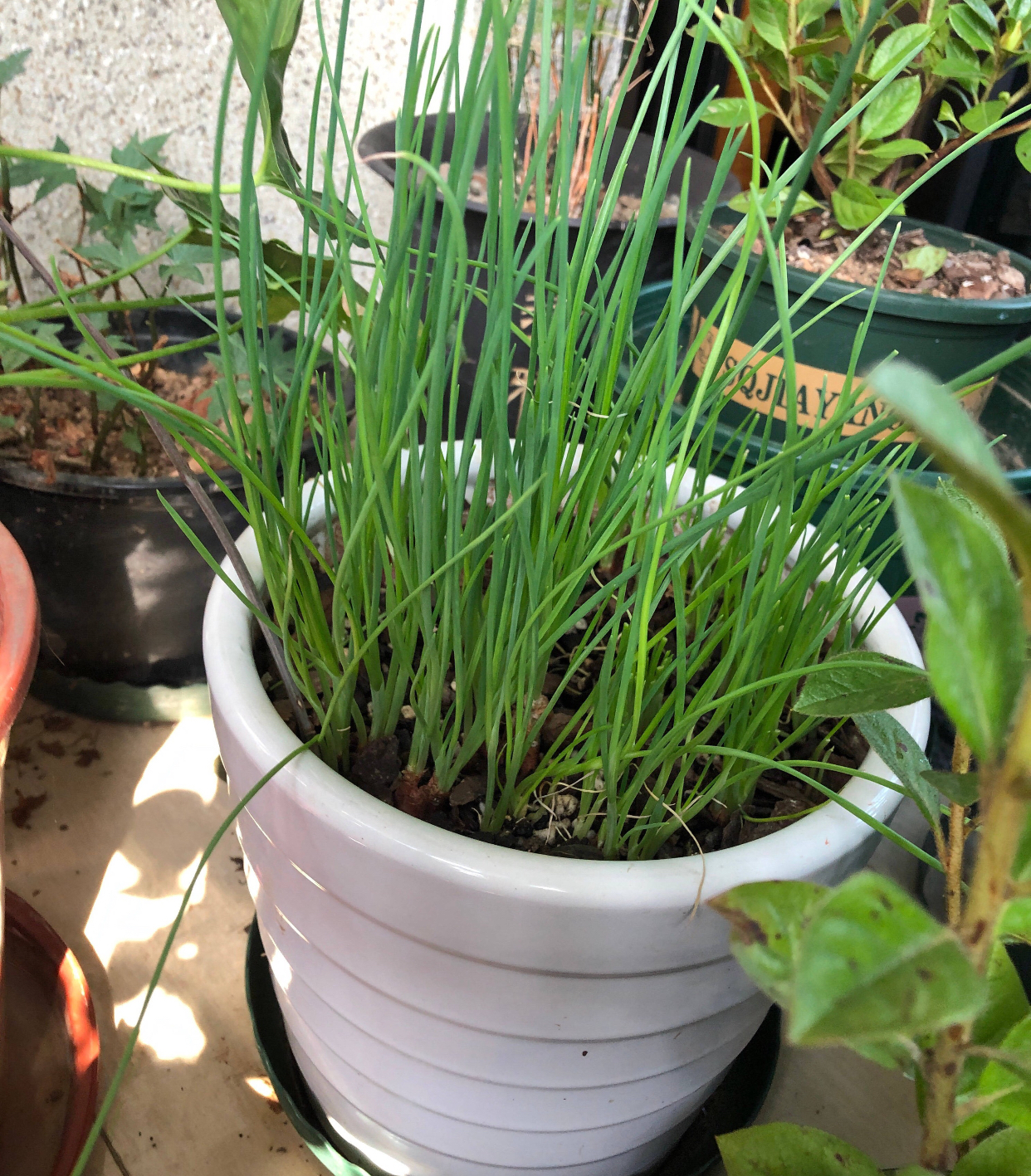 葱的种植方法（分享阳台种葱的超简单方法）
