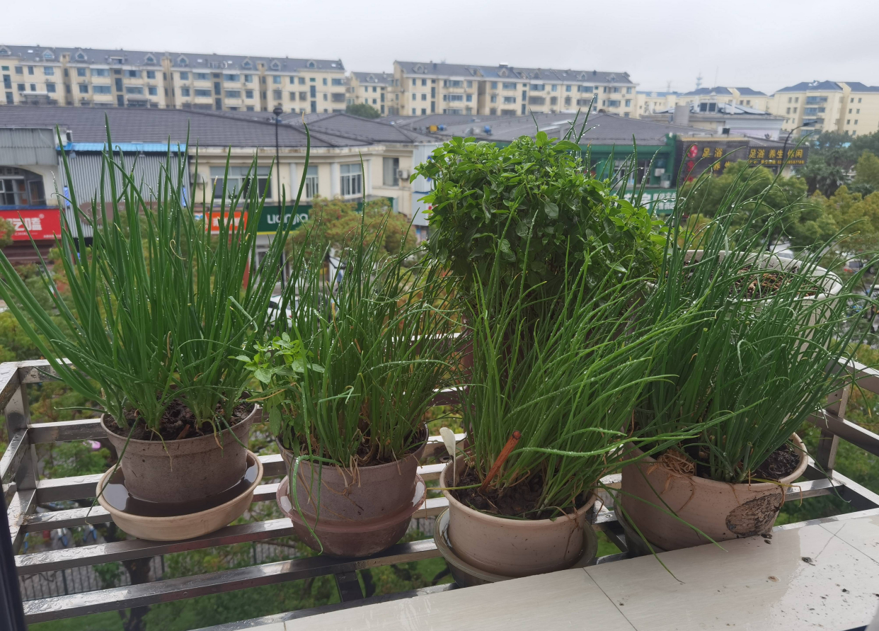 葱的种植方法（分享阳台种葱的超简单方法）
