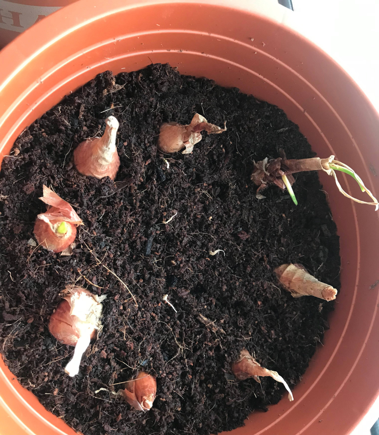 葱的种植方法（分享阳台种葱的超简单方法）