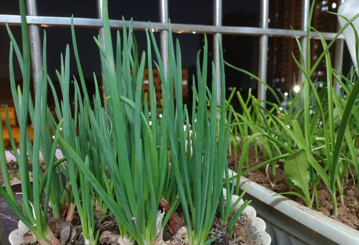 葱的种植方法（分享阳台种葱的超简单方法）