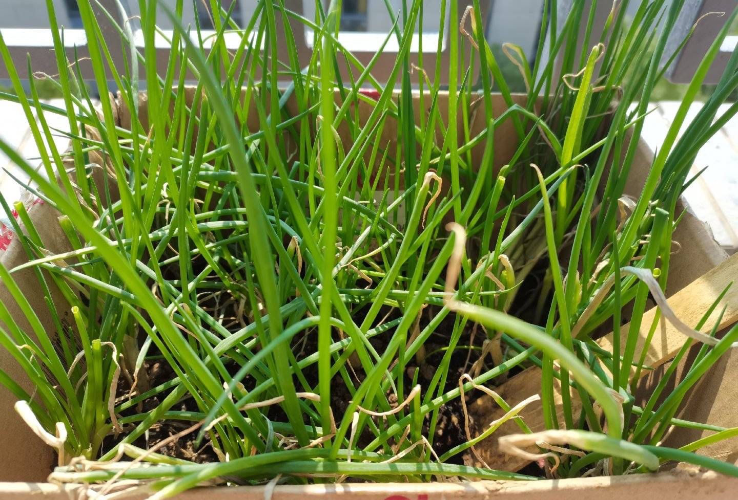 葱的种植方法（分享阳台种葱的超简单方法）