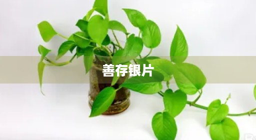 善存银片 善存银片