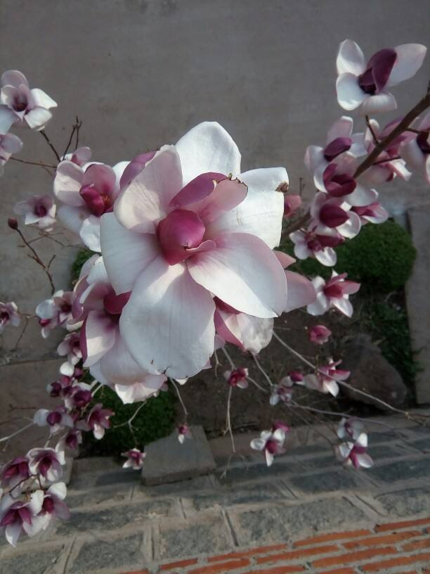 樱花先开花还是先长叶(不长叶子先开花的原因)