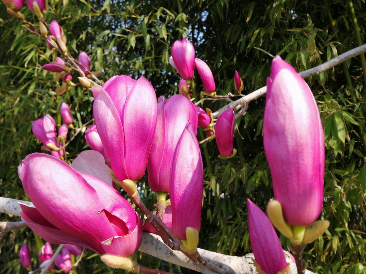 樱花先开花还是先长叶(不长叶子先开花的原因)