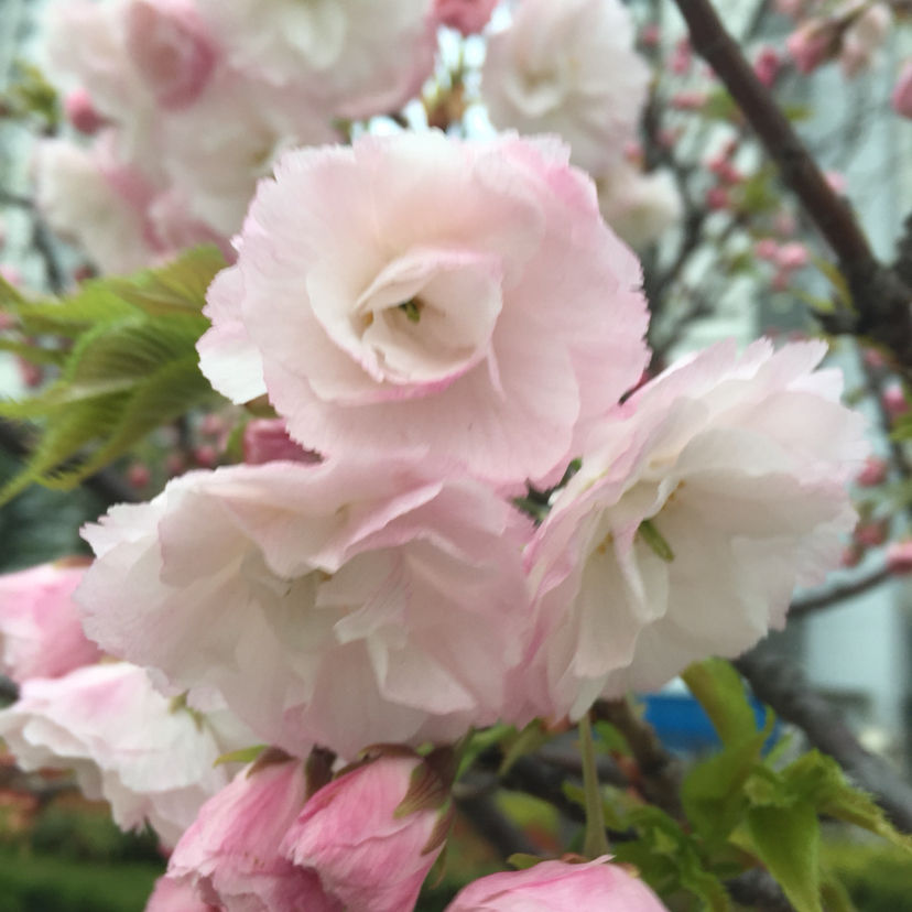 樱花先开花还是先长叶(不长叶子先开花的原因)