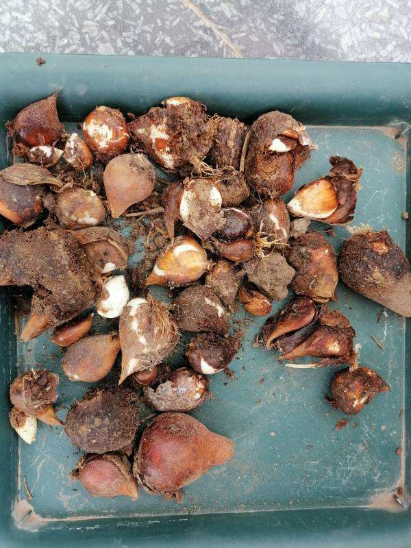 荷兰的国花是什么花(荷兰国花的养殖方法分享)