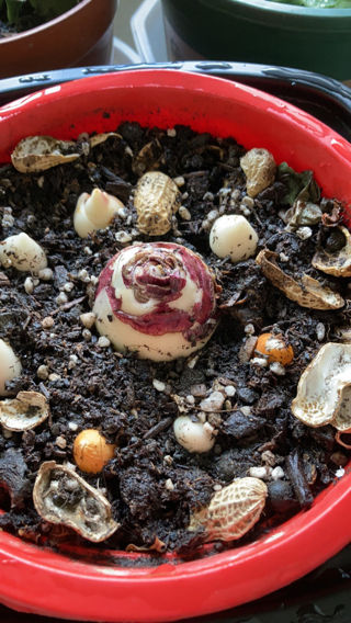 荷兰的国花是什么花(荷兰国花的养殖方法分享)