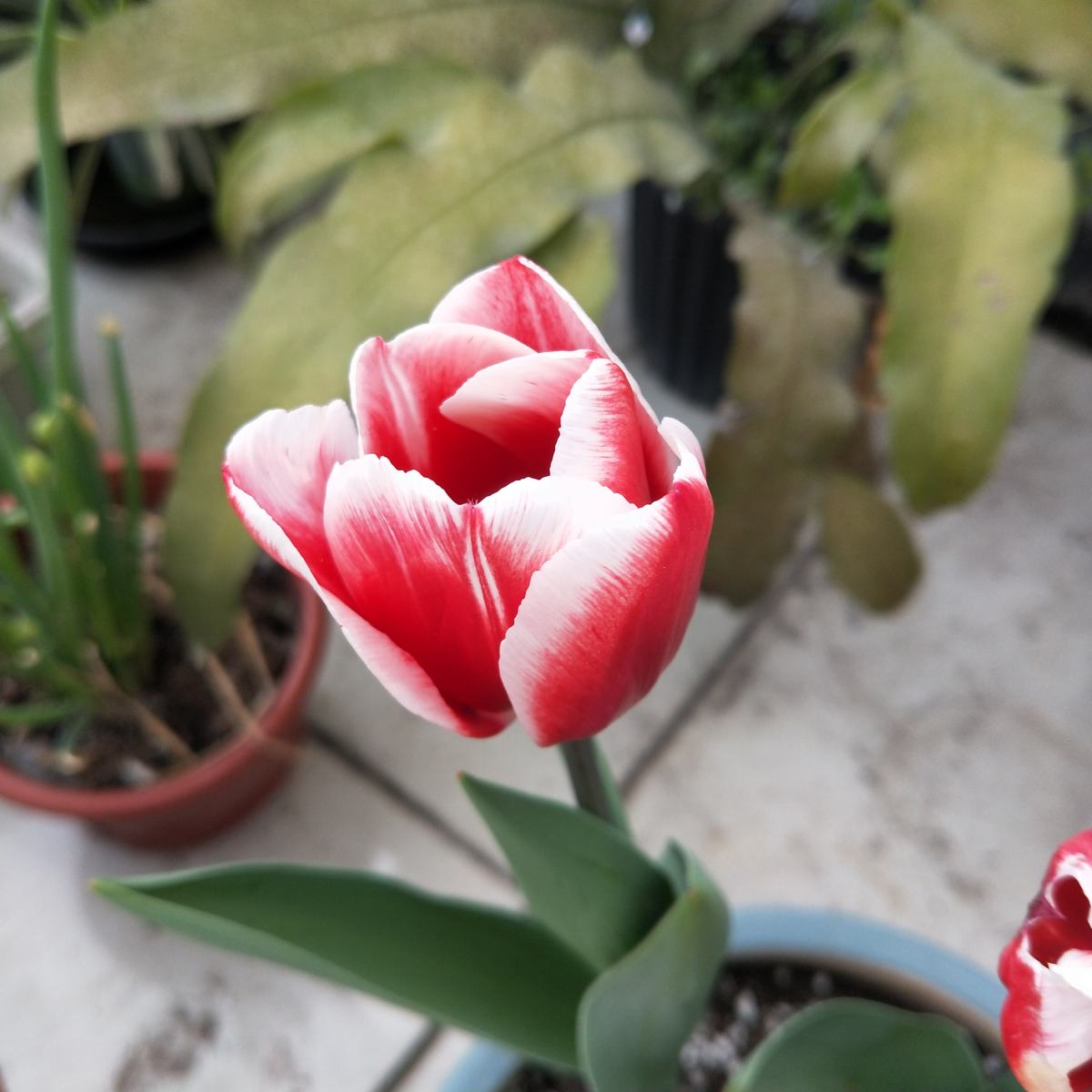 荷兰的国花是什么花(荷兰国花的养殖方法分享)