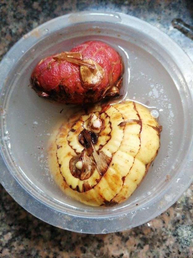 荷兰的国花是什么花(荷兰国花的养殖方法分享)