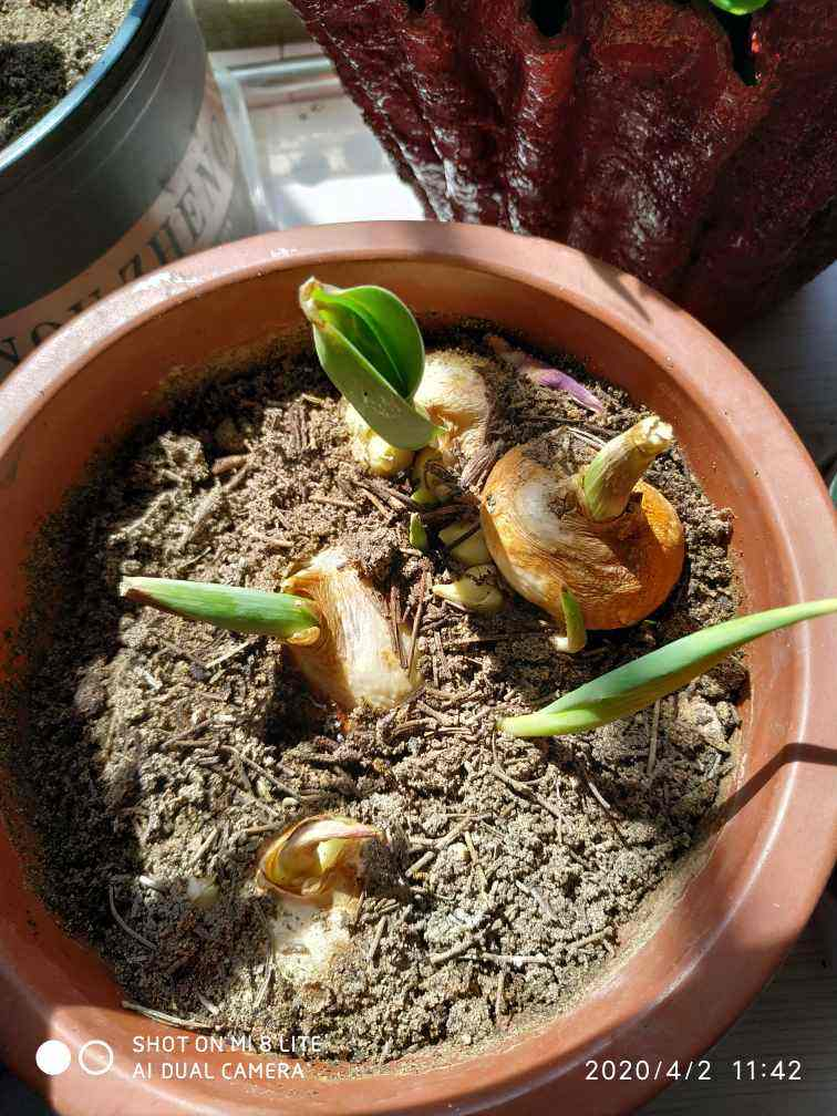 荷兰的国花是什么花(荷兰国花的养殖方法分享)