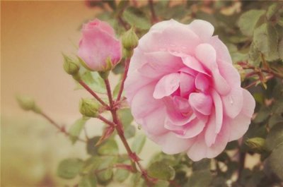 ​藏不住的深情（眼中有着藏不住的深情）