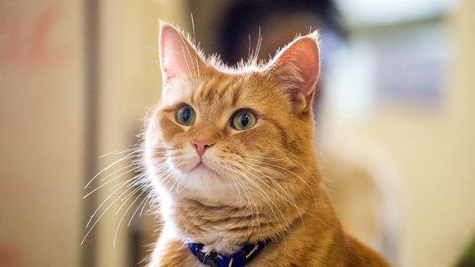 看《流浪猫鲍勃》原著，学地道“猫奴”常用表达！