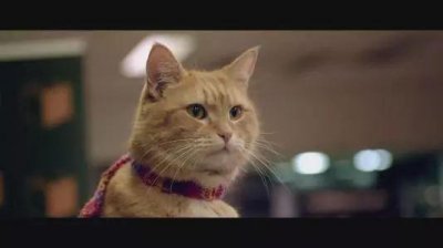 看《流浪猫鲍勃》原著,学地道“猫奴”常用表达!