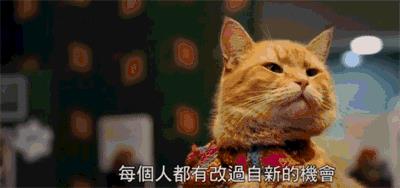 看《流浪猫鲍勃》原著，学地道“猫奴”常用表达！