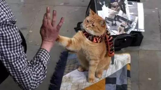 看《流浪猫鲍勃》原著，学地道“猫奴”常用表达！