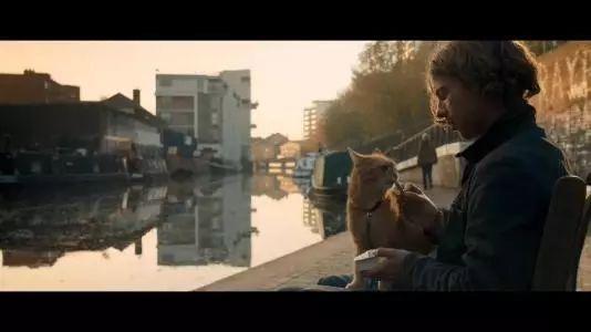 看《流浪猫鲍勃》原著，学地道“猫奴”常用表达！