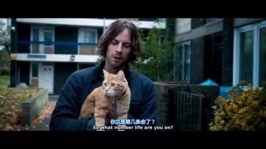 看《流浪猫鲍勃》原著，学地道“猫奴”常用表达！