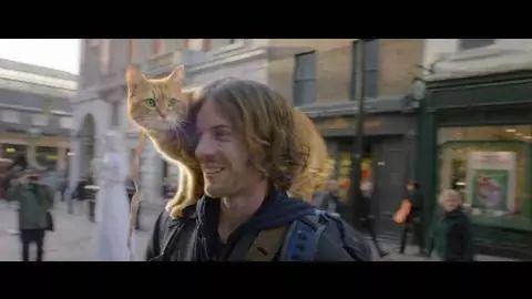 看《流浪猫鲍勃》原著，学地道“猫奴”常用表达！