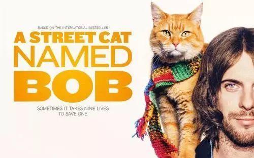 看《流浪猫鲍勃》原著，学地道“猫奴”常用表达！
