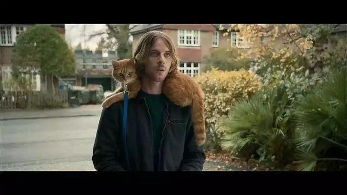 看《流浪猫鲍勃》原著，学地道“猫奴”常用表达！