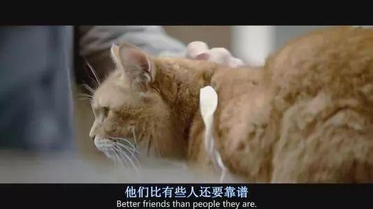 看《流浪猫鲍勃》原著，学地道“猫奴”常用表达！