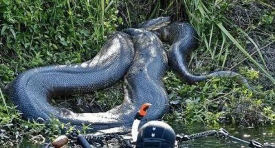 ​非洲最大的蛇