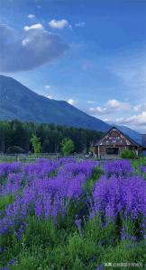 喀纳斯景点游玩顺序表格(一篇就够!最全喀纳斯景区攻略请收好~)