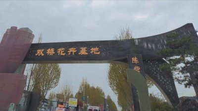 ​郑州最大的花卉市场，买花人的好去处