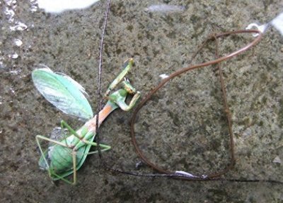 ​截肢动物最大“杀手”，螳螂天敌 铁线虫，是如何进入到其身体里的