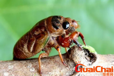 金蝉什么时间出来?金蝉一般几月份出来?