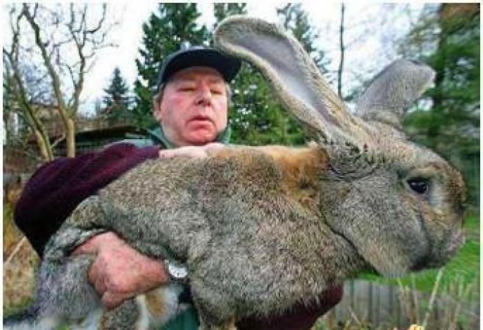 巨型食人兔真的存在吗,巨型食人兔长什么样子