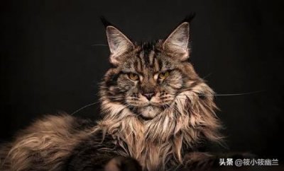 猫为什么每天都睡那么多?如何让它们更好地休息呢?猫为什么整天睡