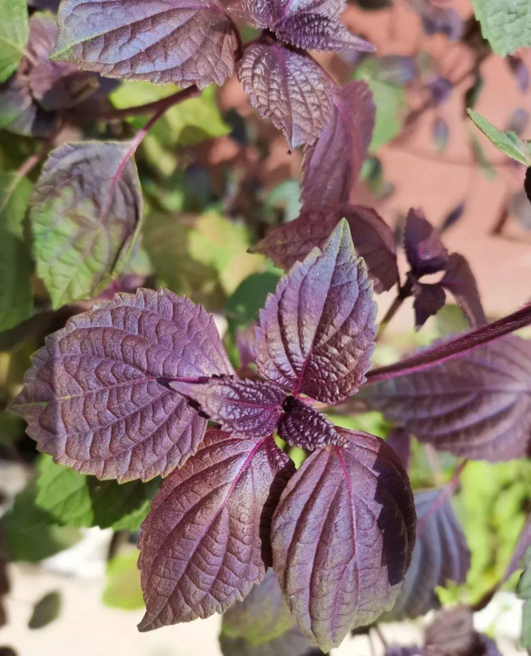 香草长什么样子的图片(6种不同品种香草介绍)