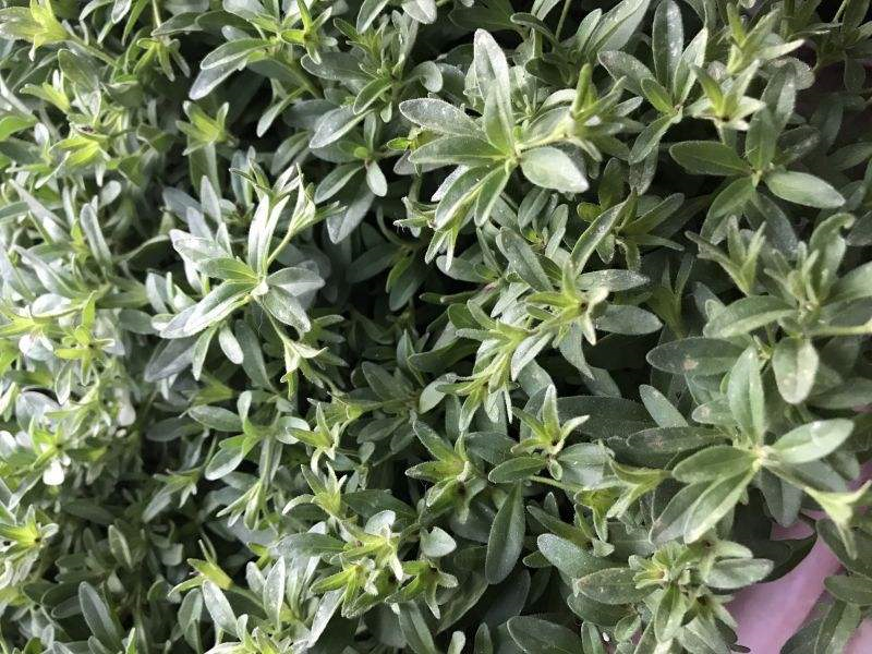 香草长什么样子的图片(6种不同品种香草介绍)